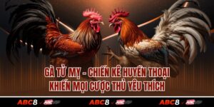 Gà Tử Mỵ – Chiến Kê Huyền Thoại Khiến Mọi Cược Thủ Yêu Thích