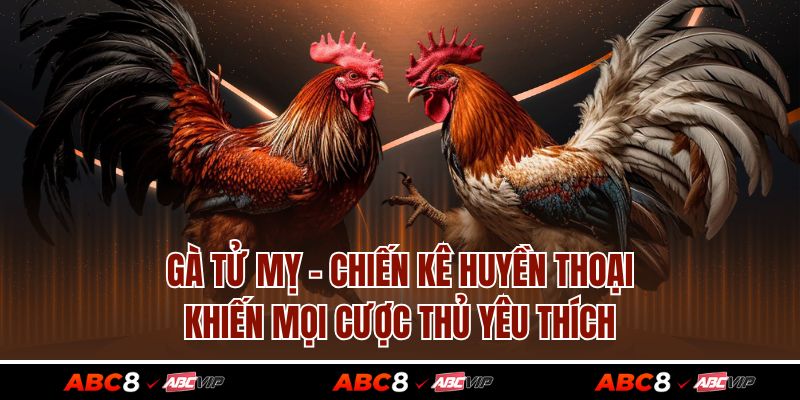 Gà Tử Mỵ – Chiến Kê Huyền Thoại Khiến Mọi Cược Thủ Yêu Thích 1 Gà Tử Mỵ – Chiến Kê Huyền Thoại Khiến Mọi Cược Thủ Yêu Thích