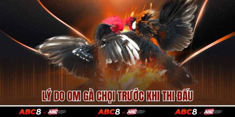 Cách Om Gà Chọi Chuẩn Sư Kê Giúp Da Đỏ Đẹp, Dai Đòn 2 Lý do om gà chọi trước khi thi đấu